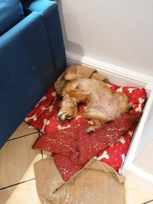 Heure de la sieste lors d'une garde chez une famille anglaise 