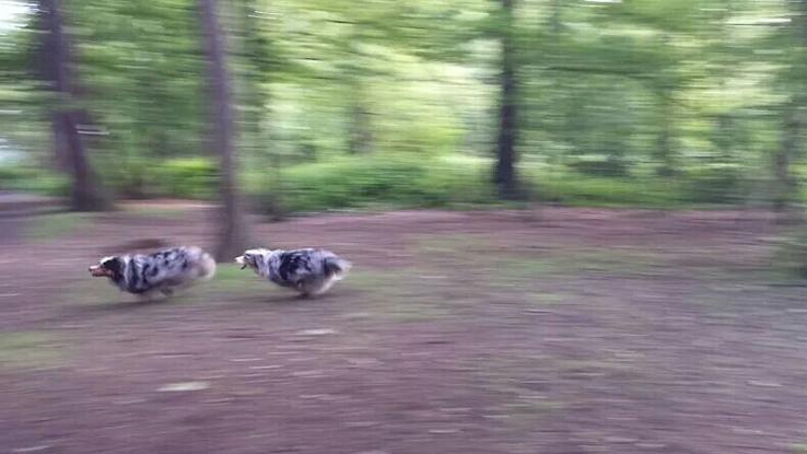 Course folle entre australiens !!
