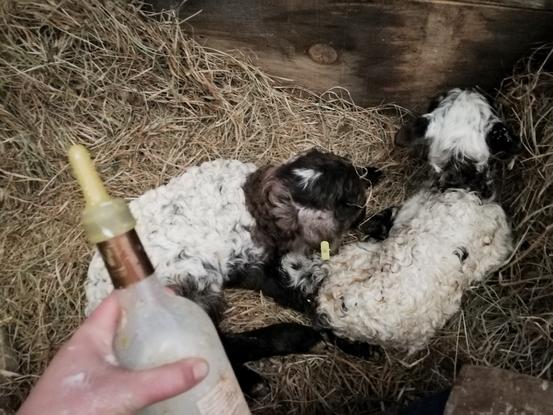 🍼 C'est l'heure du biberon pour les orphelins 