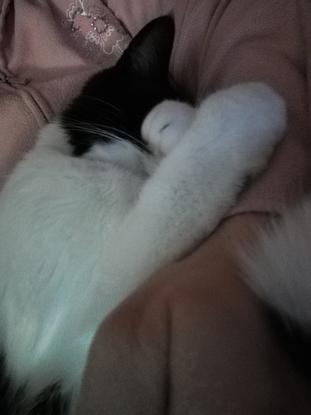 Bien comme un chat qui dort... 
