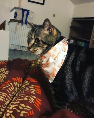 Titi