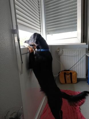 Ookai regarde ce qu'il se passe dehors 