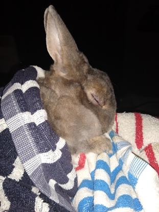 Ma lapine en plein songe. 