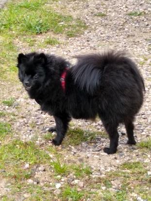 Ma spitz allemande autrement appeller ma tornade.