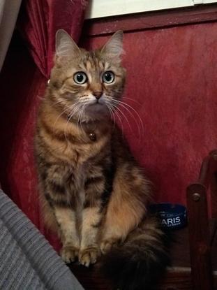 Ma mini pousse. Chatoune qui est restée de petite taille avec une fort caractere.