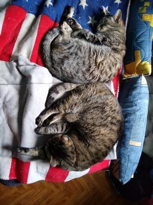 Ma chieuse et mon petit vieux de 18 ans.. qui dorment paisiblement, entre deux bastonades.