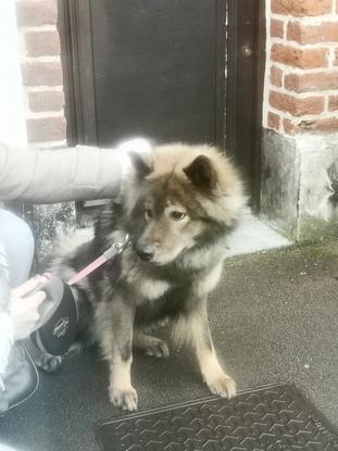Nouchka chienne que j'ai gardé à leur domicile
