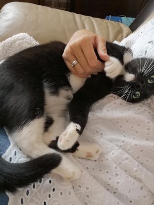 Yuki chat super câlin que je l'ai gardé chez moi 