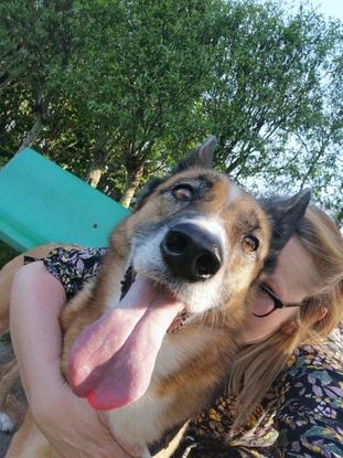 Kali superbe chienne, tjs à son domicile 