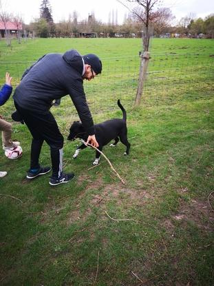 Pato chien adorable, pour des promenades 
