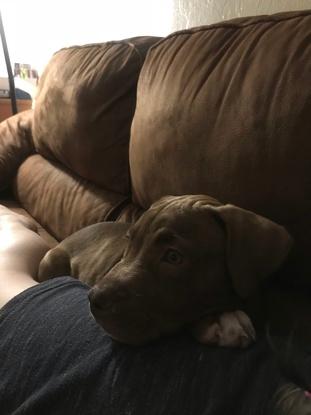 Voici Bella un chien que l'on a sauvé de la rue avant qu'elle soit adopté par une famille