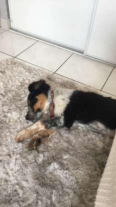 Mon petit border collie avec ma conjointe. L'un des rares moments où il est calme 