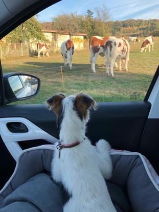 Une super balade en voiture 
