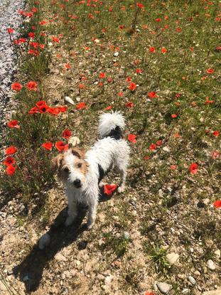 Une balade parmi les coquelicots 