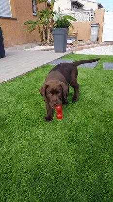 Petit bébé labrador qui joue