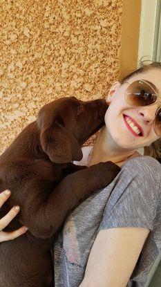 Câlin avec le bébé labrador