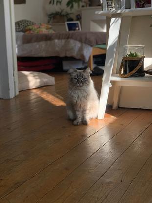 Le chat de ma copine