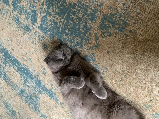 Le chat de ma tante 