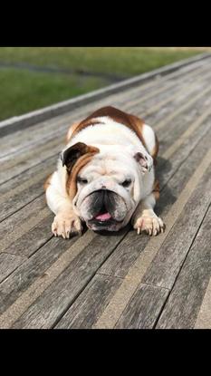 Hancock 🐾