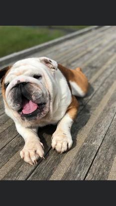 Hancock 🐾