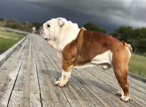 Hancock 🐾