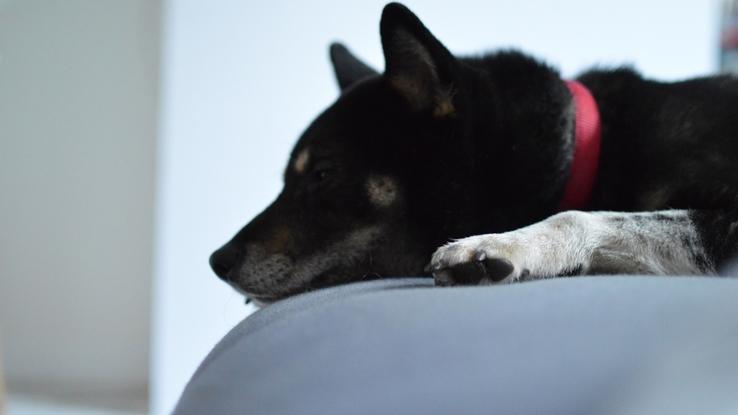 June une chienne que j’ai très souvent gardée 