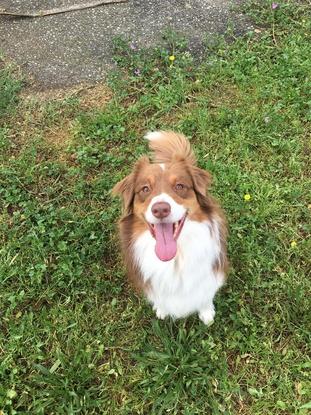 Maya, berger australien, en hébergement pendant 4 jours