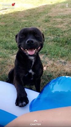 La chienne de ma colloc toujours prête pour des câlins 