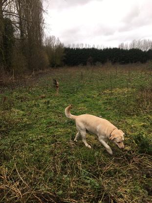 Mes Loulous dans le carré vert 