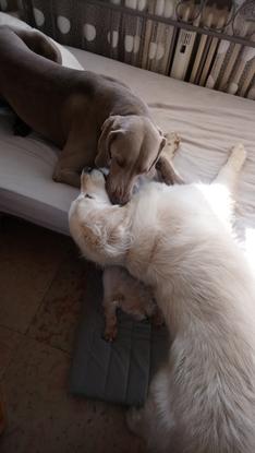 Oskar et sa copine voisine qui nous rend visite de temps en temps, ils adorent jouer ensemble