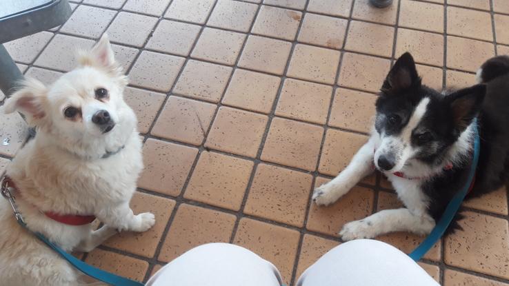 Deux adorables louloutes que j'ai emmenées en promenade et gardées chez elles.