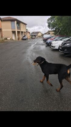 Sultan, promené à plusieurs reprises cet été durant les vacances de ses propriétaires 