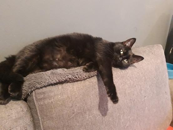 Nina, Européenne, bientôt 3 ans, 3kg