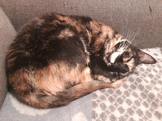 Minimoy, Européenne, 2 ans et demi, 2.5kg