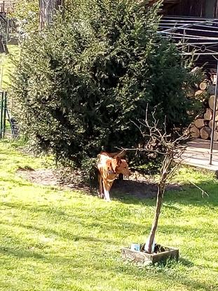 Apollon à la recherche de ?
