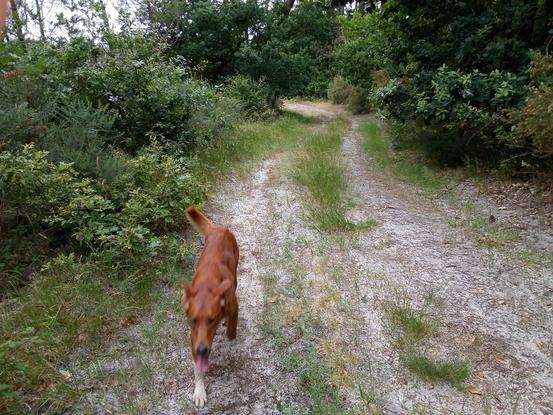 Ballade en forêt