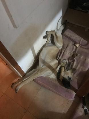 Jeune malinois bien détendu!