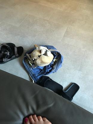 Le chihuahua de la famille qui préfère dormir dans un pantalon 
