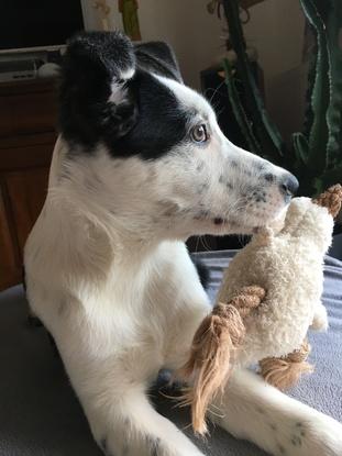 Roméo avec son petit canard