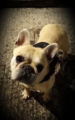 Wicket ma chienne Bouledogue Français de 6 ans