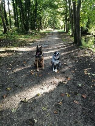 Lexy le plus cool des border collie ! 😎😁