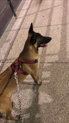 Promenade d’Hinata 🐕❤️