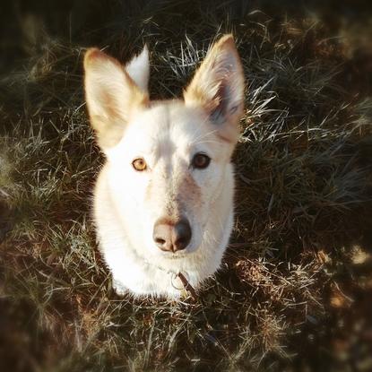 Mon chien maiko