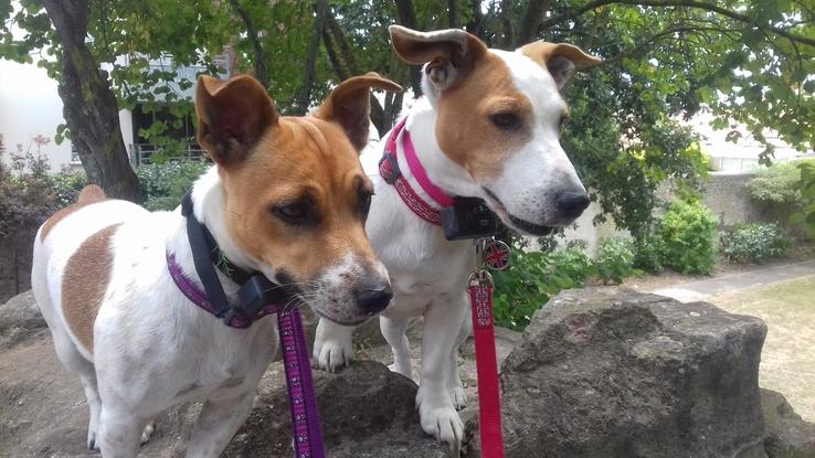 Deux jack Russel que j'avais l'habitude de promener et garder