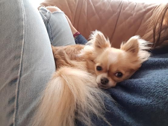 Une petite chihuahua que je garde régulièrement pendant les vacances