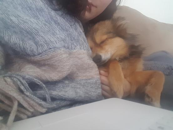 Câlin 