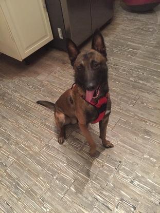 Tyson, jeune malinois garder chez moi