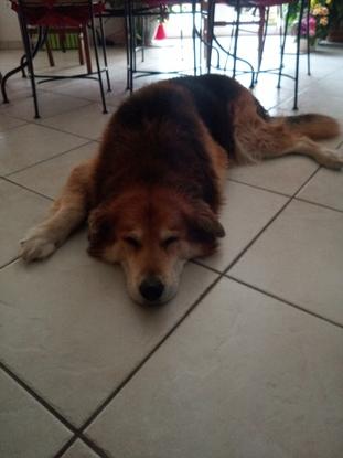 Bud, un husky croisé Berger des Pyrénées à mon père que j'ai garder également