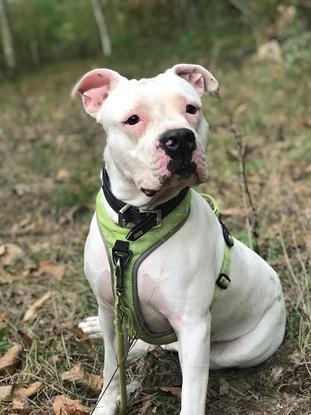 Orion (mâle castré) pendant une balade en forêt à Orléans 