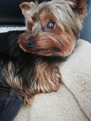 Image de mon petit chien